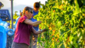 green pruning vines and wine tasting winery Gratallops Priorat
