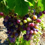 Ripening grapes Priorat wine tours Spain