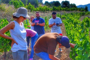 grape harvest master class, Celler Devinssi, Gratallops, DOQ Priorat